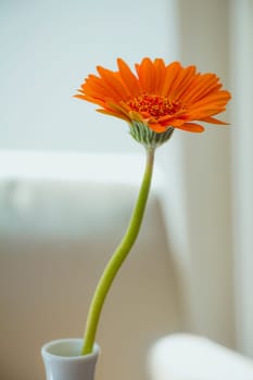 Orange gerbera flower in white vase on white background.