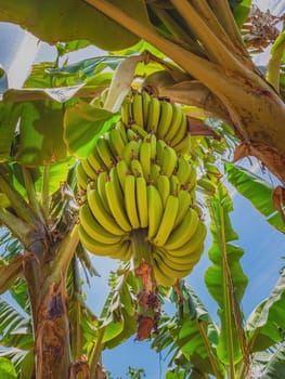 Bunch of growing raw green bananas on banana tree in plantations. In Kibbutz Degania, Israel. Close up.