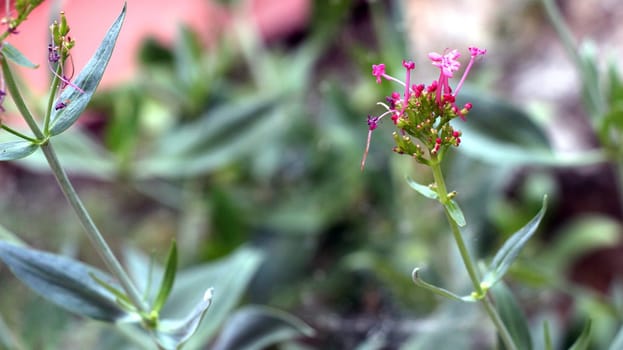 Pink flower with a green stem in the garden.