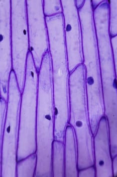 Purple onion peel under the microscope.