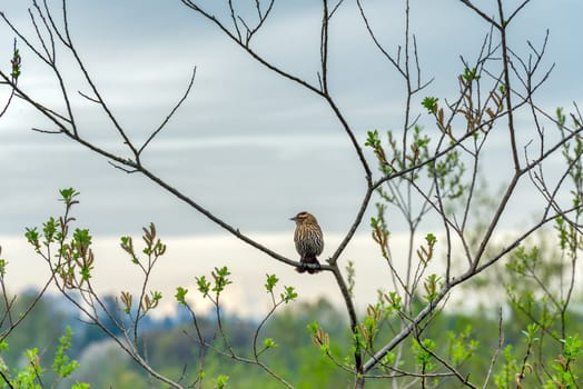 Small spotty House Finch bird sitting on tree branch on overcast sky background.