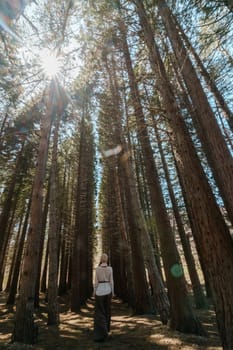 A girl in travels alone through the forest of high Sequoiadendron giganteum, rising into the sky on a sunny day.