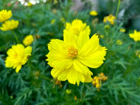 close-up yellow cosmos flower, photography blur background no people.
