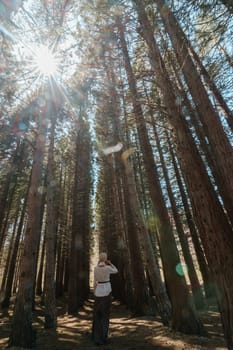 A girl in travels alone through the forest of high Sequoiadendron giganteum, rising into the sky on a sunny day.