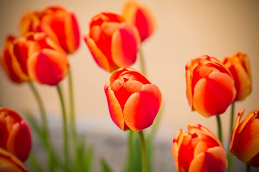 tulips in spring sun.tulips in the park. Spring landscape.
