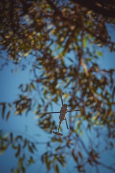 Israeli military UH-60 Black Hawk helicopter flying in the sky. Low angle view between tree branches.