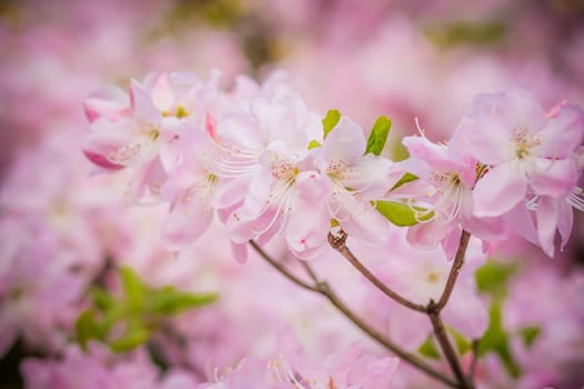 Blooming pink azalea flowers close up nature spring background. floral background lush fresh azalea flowers.