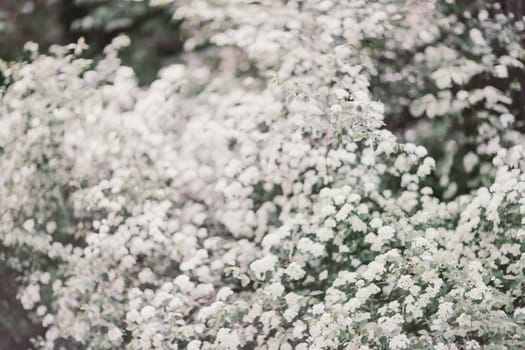spirea shrub background completely strewn with tassels of white flowers.
