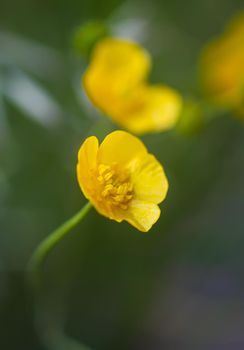 Ranunculus arvensis yellow flowers. Corn buttercup flowers plants on spring meadow