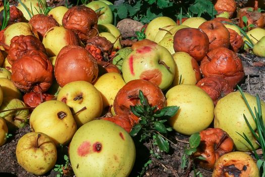 Pile of rotten fallen apples in an orchard