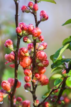 Beautiful flowers of the japanese quince plant in blossom in spring garden.