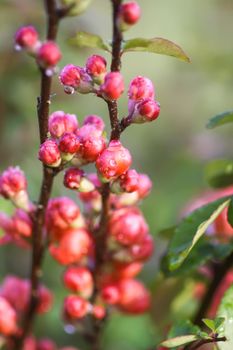 Beautiful flowers of the japanese quince plant in blossom in spring garden.