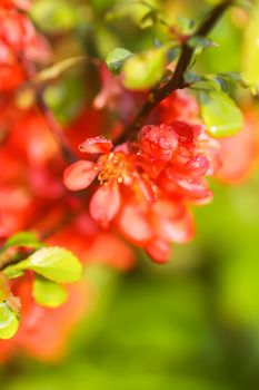 Beautiful flowers of the japanese quince plant in blossom in spring garden.