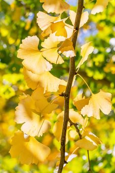 Design concept - Beautiful yellow ginkgo, gingko biloba tree leaf in autumn season in sunny day with sunlight, close up, bokeh, blurry background.