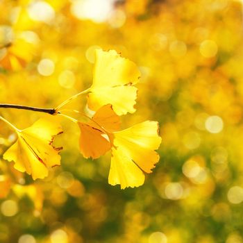 Design concept - Beautiful yellow ginkgo, gingko biloba tree leaf in autumn season in sunny day with sunlight, close up, bokeh, blurry background.