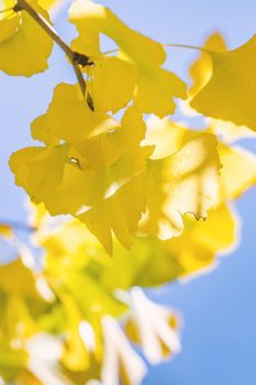 Design concept - Beautiful yellow ginkgo, gingko biloba tree leaf in autumn season in sunny day with sunlight, close up, bokeh, blurry background.