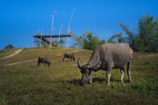 group of animals, Buffalo eating the grass in the field at the mountain