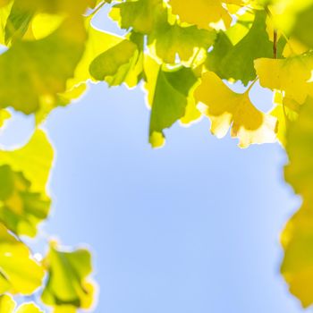 Design concept - Beautiful yellow ginkgo, gingko biloba tree leaf in autumn season in sunny day with sunlight, close up, bokeh, blurry background.