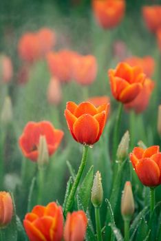 tulips flowers orange color in the garden, nature flowers concept