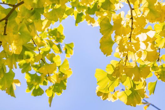 Design concept - Beautiful yellow ginkgo, gingko biloba tree leaf in autumn season in sunny day with sunlight, close up, bokeh, blurry background.
