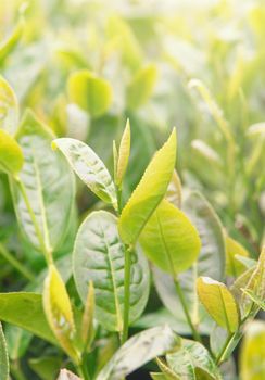 Beautiful green tea crop leaf in the morning with sun flare sunlight, fresh sprout on the tree plant design concept, close up, macro.