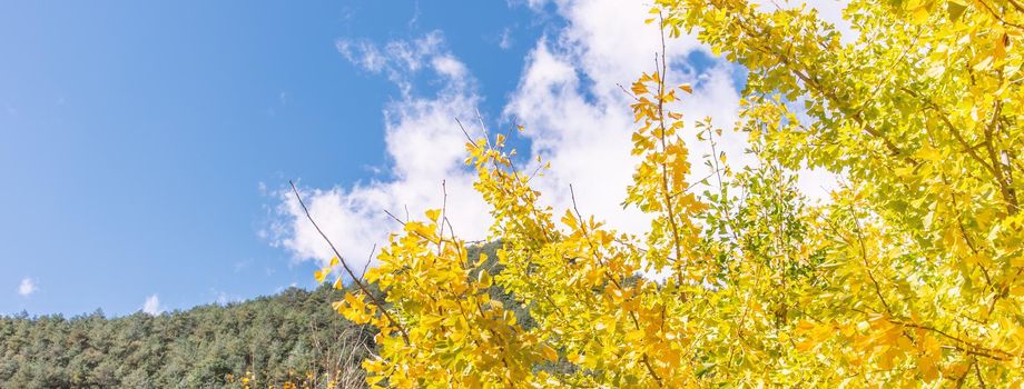 Beautiful yellow ginkgo, gingko biloba tree forest in autumn season in sunny day with sunlight and blue sky, white cloud, lifestyle.