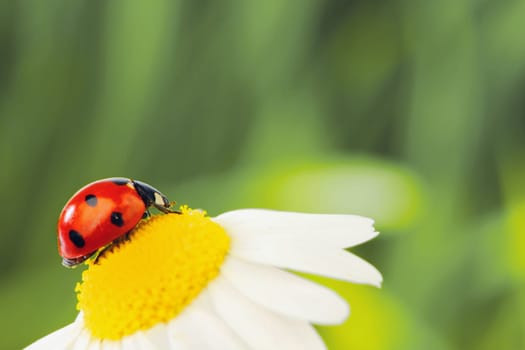  big red ladybug on camomile grass background