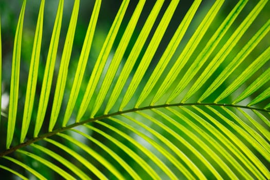 Palm tree leaf in sunlight close-up