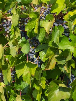 Bunches of ripe grapes before harvest - small grapes concept