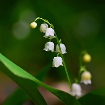 Beautiful small white flowers of spring plant. A poisonous plant with green leaves. Lily of the valley (Convallaria majalis) Background for spring time.