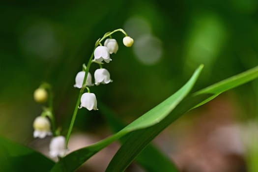 Beautiful small white flowers of spring plant. A poisonous plant with green leaves. Lily of the valley (Convallaria majalis) Background for spring time.