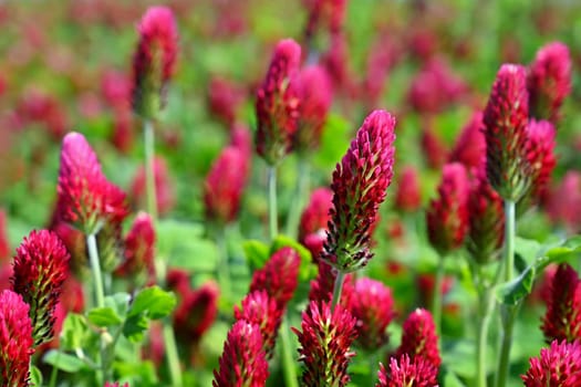 Beautiful red flowers. Spring nature background. Clover incarnate - Trifolium incarnatum