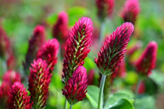 Beautiful red flowers. Spring nature background. Clover incarnate - Trifolium incarnatum