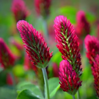 Beautiful red flowers. Spring nature background. Clover incarnate - Trifolium incarnatum