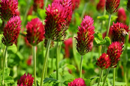 Beautiful red flowers. Spring nature background. Clover incarnate - Trifolium incarnatum