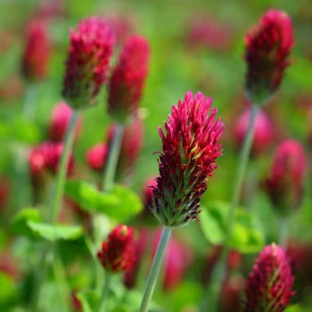 Beautiful red flowers. Spring nature background. Clover incarnate - Trifolium incarnatum