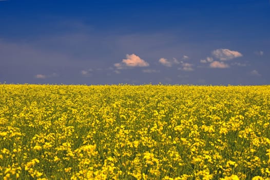 Ukrainian flag. The landscape of Ukraine in the colors of the flag. Canola with blue sky. Russia's aggressive attack on Ukraine.