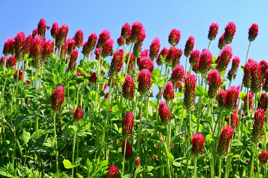 Beautiful red flowers. Spring nature background. Clover incarnate - Trifolium incarnatum