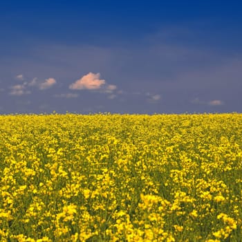 Ukrainian flag. The landscape of Ukraine in the colors of the flag. Canola with blue sky. Russia's aggressive attack on Ukraine.