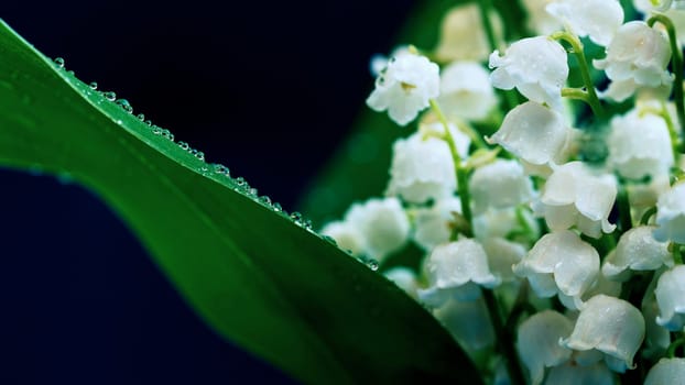 Lily of the valley (Convallaria majalis)
Beautiful small white flowers of spring plant.