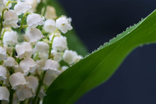 Lily of the valley (Convallaria majalis)
Beautiful small white flowers of spring plant.