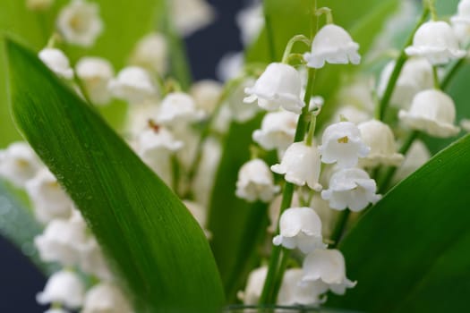 Lily of the valley (Convallaria majalis)
Beautiful small white flowers of spring plant.