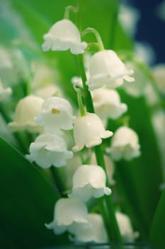 Lily of the valley (Convallaria majalis)
Beautiful small white flowers of spring plant.