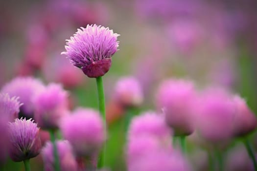 Landscape with purple chives flowers. Summer sunny day with sun, blue sky and colorful nature background.