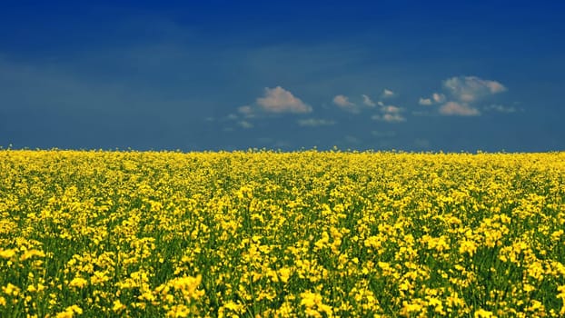 Ukrainian flag. The landscape of Ukraine in the colors of the flag. Canola with blue sky. Russia's aggressive attack on Ukraine.