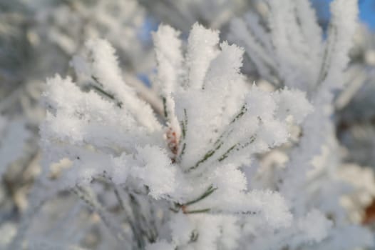 White snow on a bare tree branches on a frosty winter day, close up. Natural background.