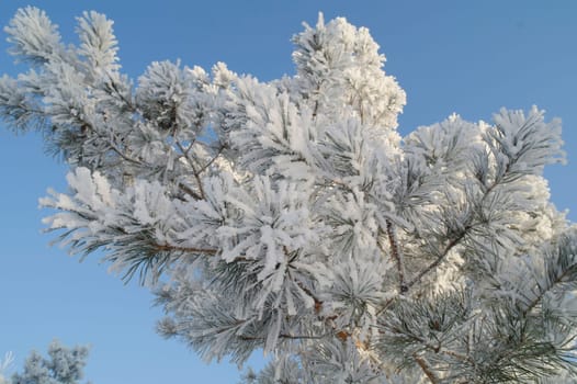 White snow on a bare tree branches on a frosty winter day, close up. Natural background.