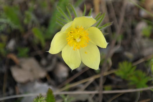 Beautiful yellow flowers is the first spring blooming in the forest