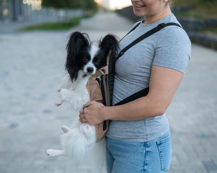 A woman walks with a dog in a backpack. A close-up portrait of a Continental Pappilion Spaniel in a sling