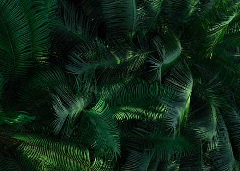 Fern leaves in forest texture background. Dense dark green fern leaves in garden. Nature abstract background. Fern at tropical forest. Beautiful dark green fern leaf texture background with sunlight.